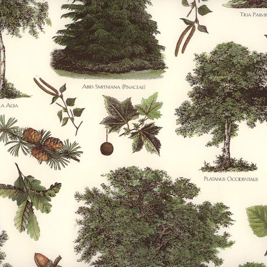 Mixed Trees, Pine Cones & Acorns Italian Paper ~ Tassotti